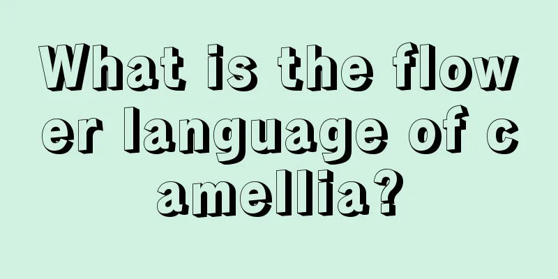 What is the flower language of camellia?