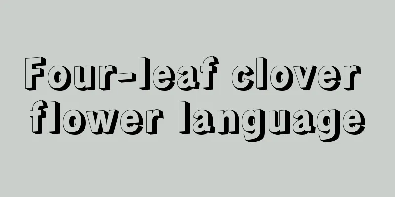 Four-leaf clover flower language