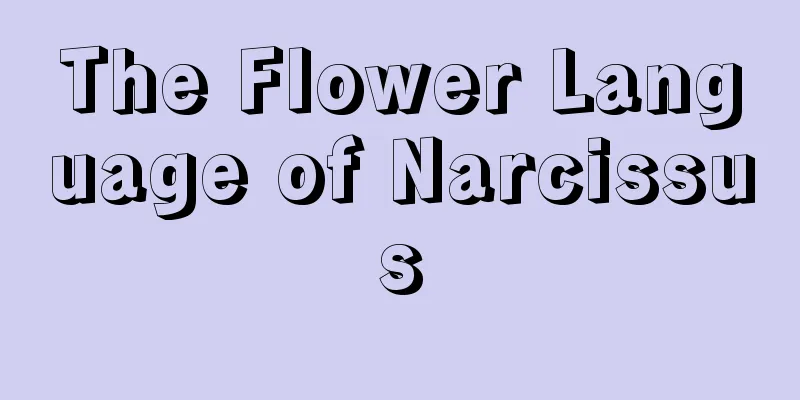 The Flower Language of Narcissus