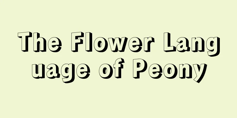 The Flower Language of Peony