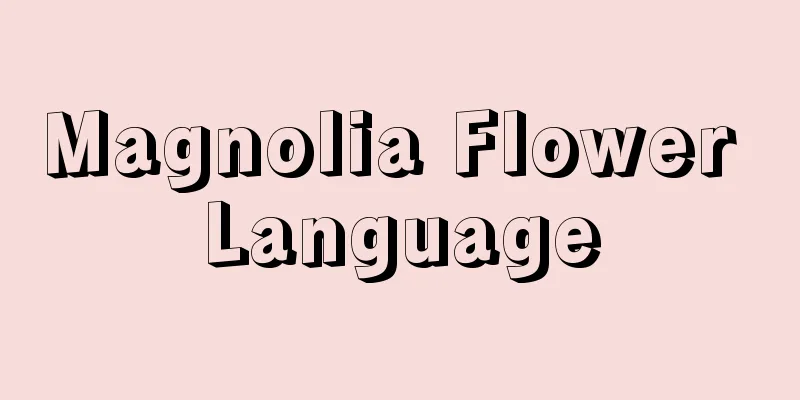 Magnolia Flower Language