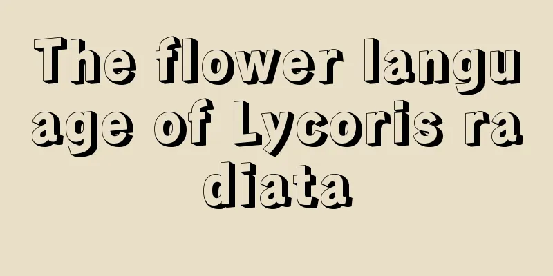 The flower language of Lycoris radiata