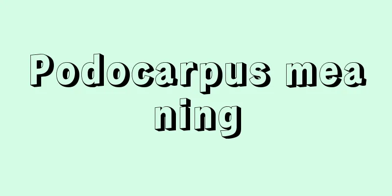 Podocarpus meaning