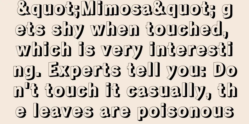 "Mimosa" gets shy when touched, which is very interesting. Experts tell you: Don't touch it casually, the leaves are poisonous