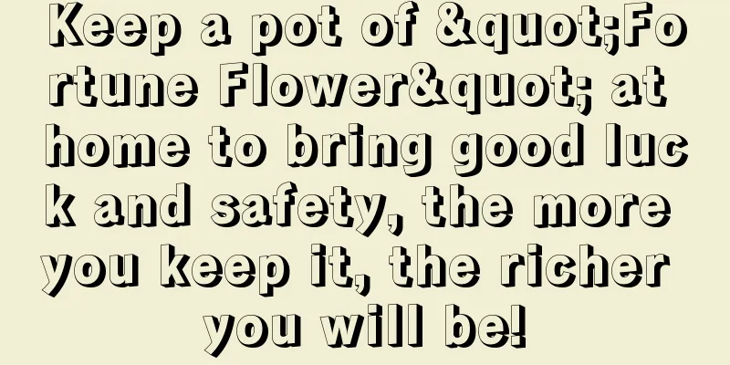 Keep a pot of "Fortune Flower" at home to bring good luck and safety, the more you keep it, the richer you will be!