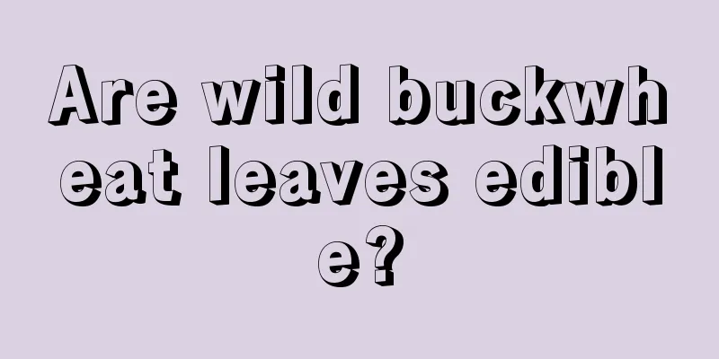 Are wild buckwheat leaves edible?