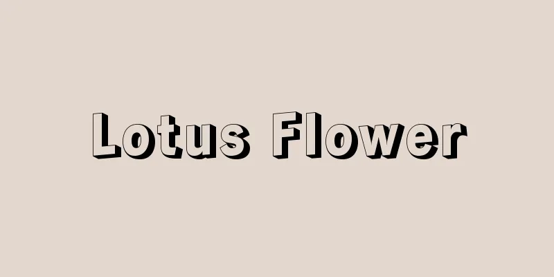 Lotus Flower