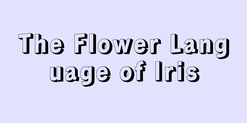 The Flower Language of Iris