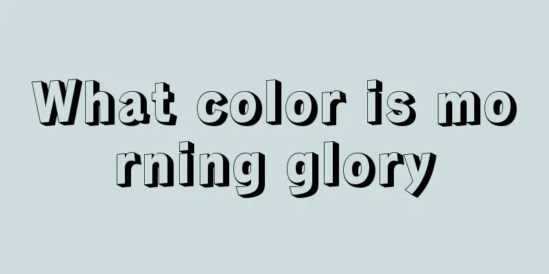 What color is morning glory