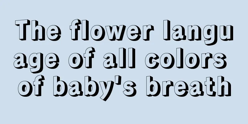 The flower language of all colors of baby's breath