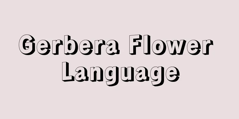 Gerbera Flower Language