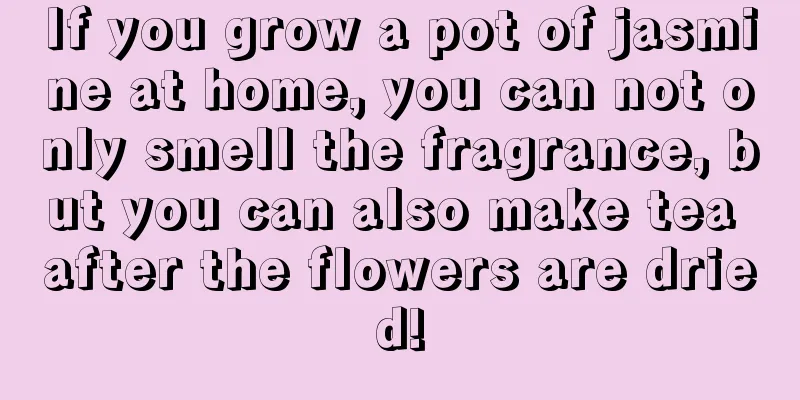 If you grow a pot of jasmine at home, you can not only smell the fragrance, but you can also make tea after the flowers are dried!