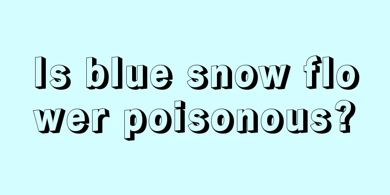 Is blue snow flower poisonous?