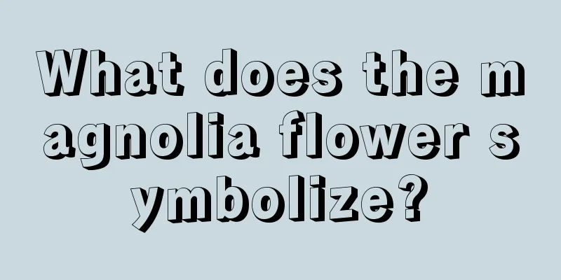 What does the magnolia flower symbolize?