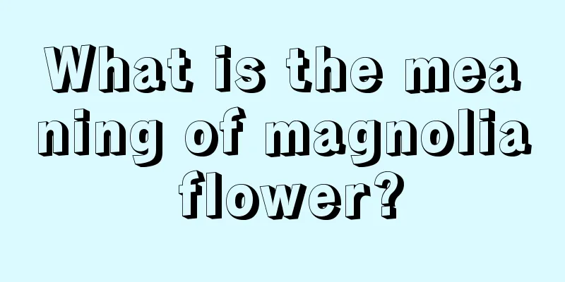 What is the meaning of magnolia flower?