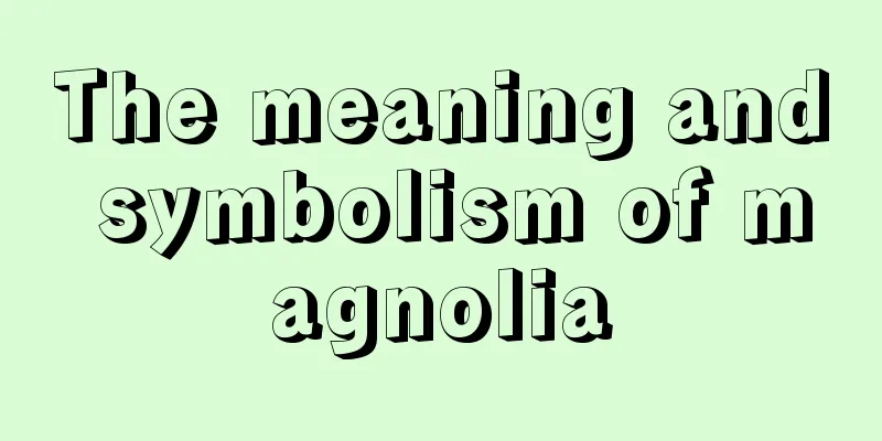 The meaning and symbolism of magnolia