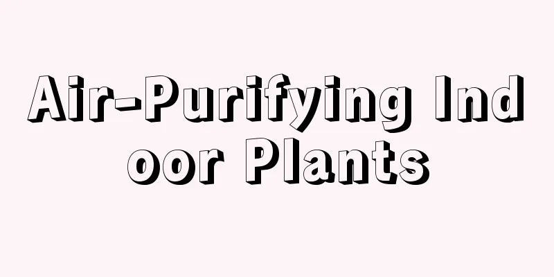 Air-Purifying Indoor Plants