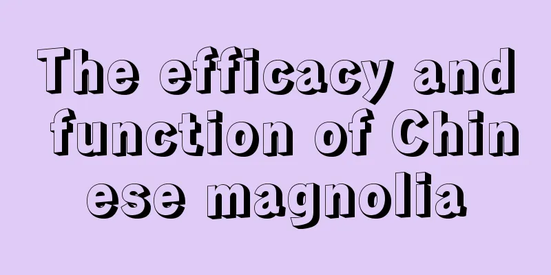 The efficacy and function of Chinese magnolia