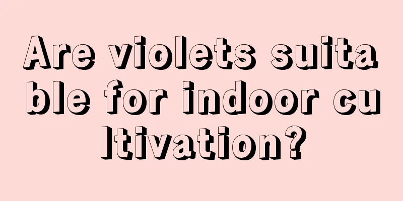 Are violets suitable for indoor cultivation?