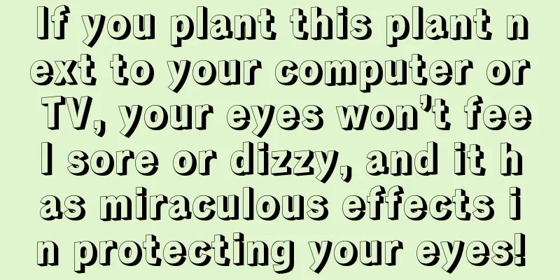 If you plant this plant next to your computer or TV, your eyes won’t feel sore or dizzy, and it has miraculous effects in protecting your eyes!