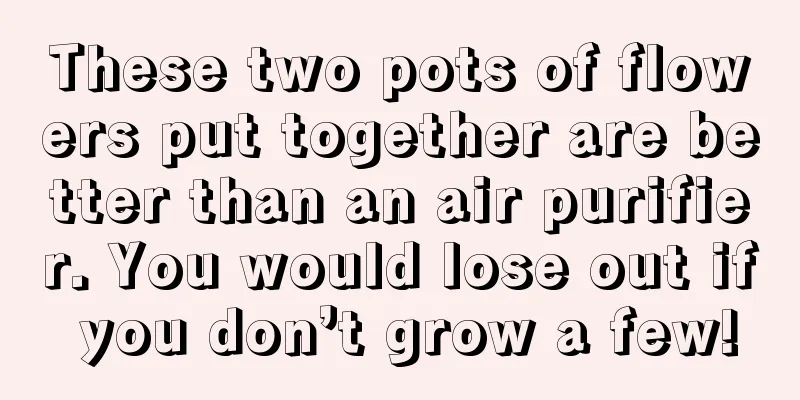 These two pots of flowers put together are better than an air purifier. You would lose out if you don’t grow a few!