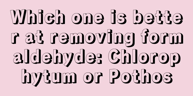 Which one is better at removing formaldehyde: Chlorophytum or Pothos