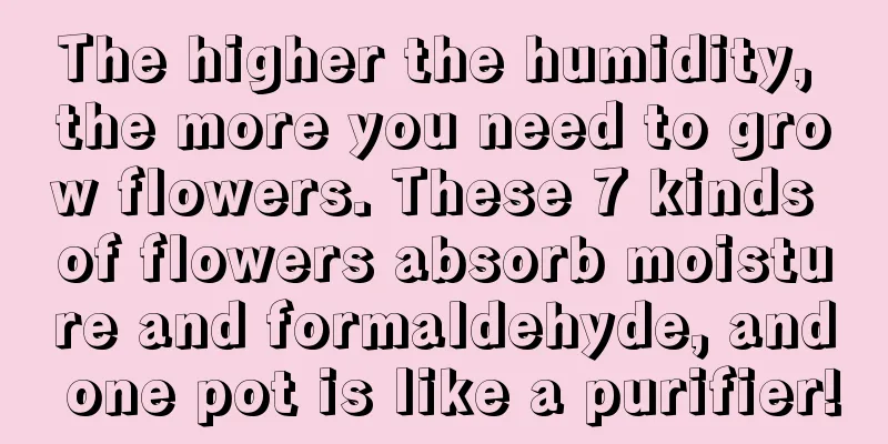 The higher the humidity, the more you need to grow flowers. These 7 kinds of flowers absorb moisture and formaldehyde, and one pot is like a purifier!