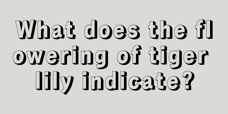 What does the flowering of tiger lily indicate?