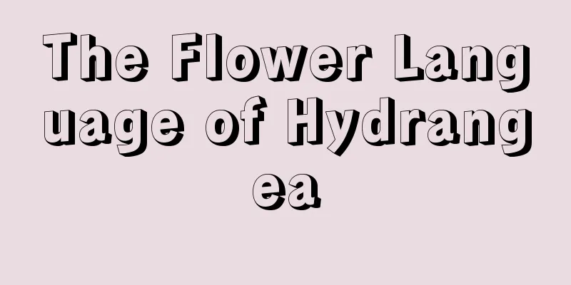 The Flower Language of Hydrangea