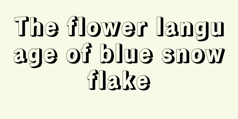 The flower language of blue snowflake