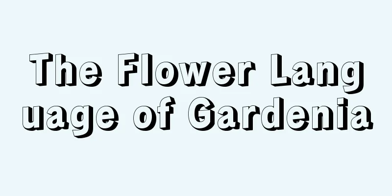 The Flower Language of Gardenia