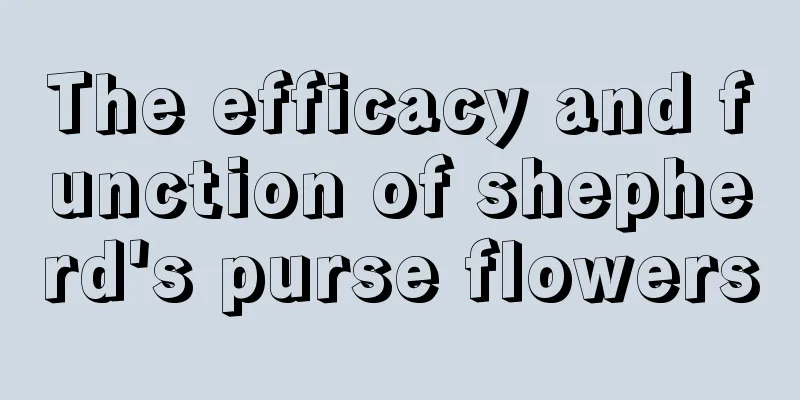 The efficacy and function of shepherd's purse flowers