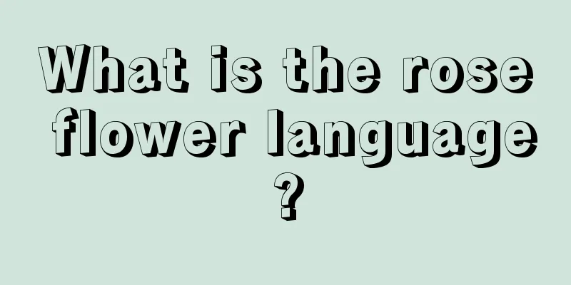 What is the rose flower language?