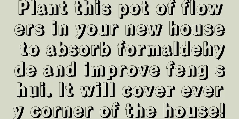 Plant this pot of flowers in your new house to absorb formaldehyde and improve feng shui. It will cover every corner of the house!