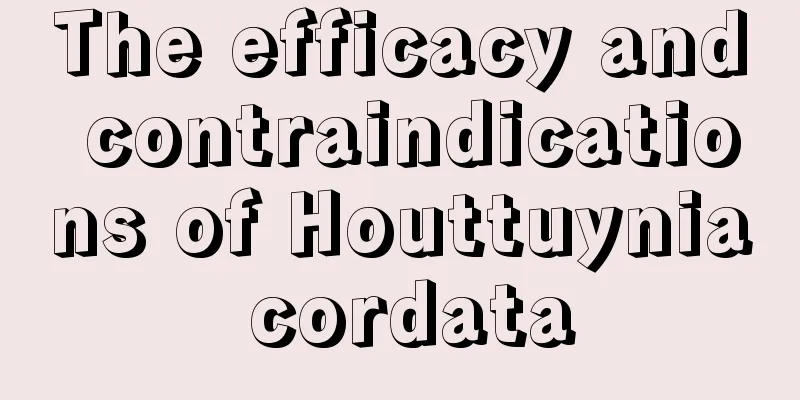 The efficacy and contraindications of Houttuynia cordata