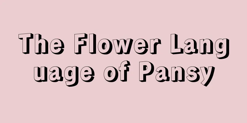 The Flower Language of Pansy