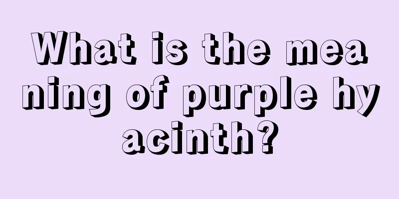 What is the meaning of purple hyacinth?