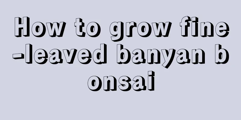 How to grow fine-leaved banyan bonsai