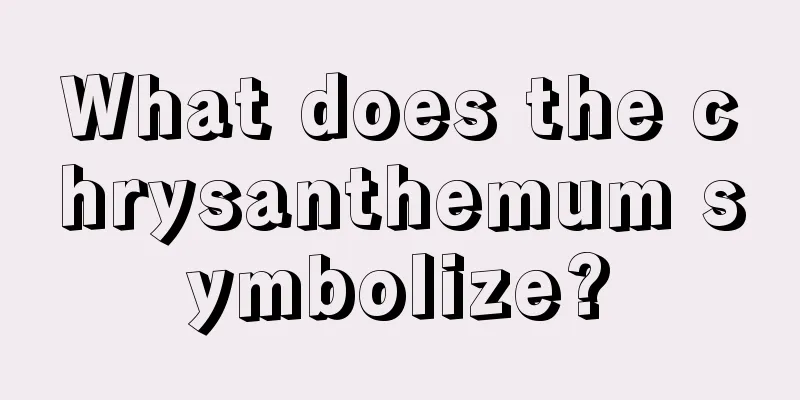 What does the chrysanthemum symbolize?