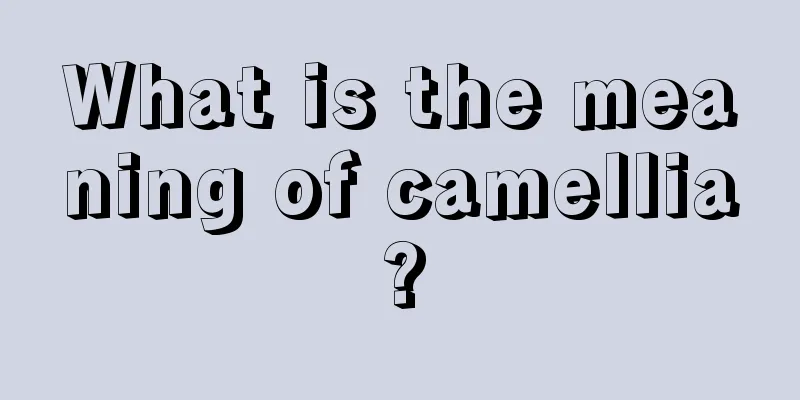 What is the meaning of camellia?