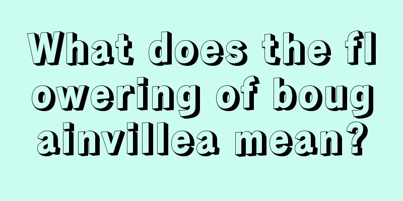 What does the flowering of bougainvillea mean?