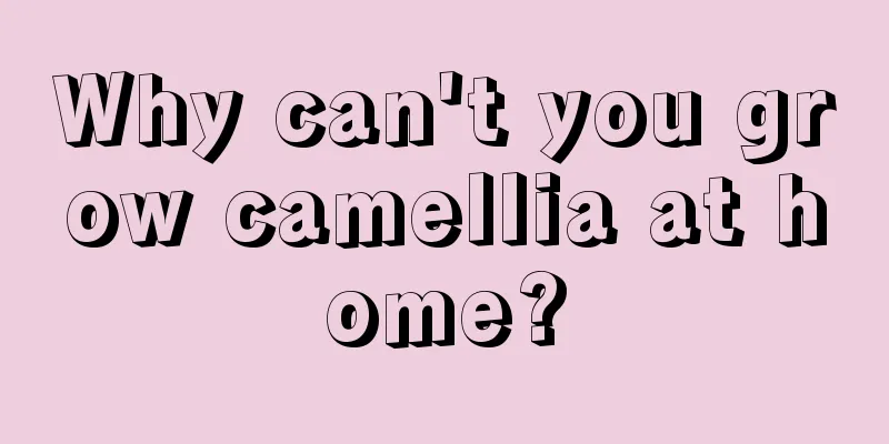 Why can't you grow camellia at home?