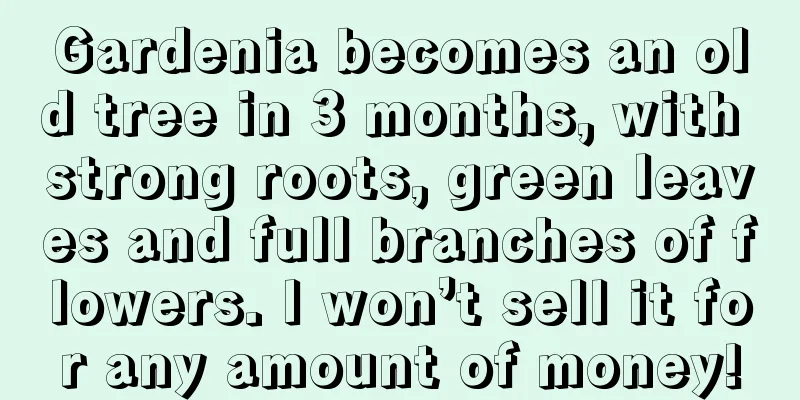 Gardenia becomes an old tree in 3 months, with strong roots, green leaves and full branches of flowers. I won’t sell it for any amount of money!