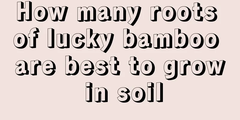 How many roots of lucky bamboo are best to grow in soil