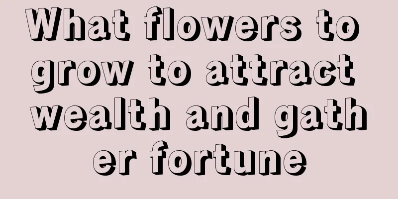 What flowers to grow to attract wealth and gather fortune