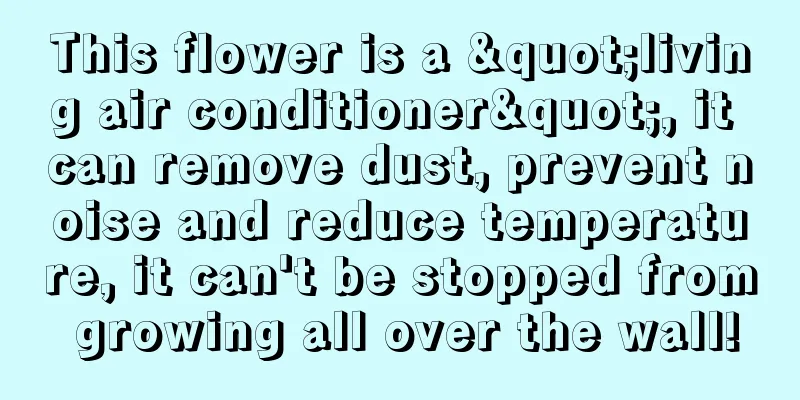 This flower is a "living air conditioner", it can remove dust, prevent noise and reduce temperature, it can't be stopped from growing all over the wall!