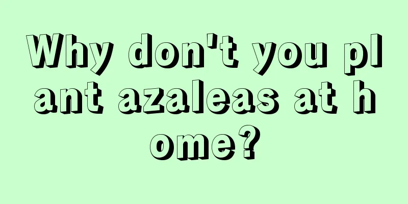 Why don't you plant azaleas at home?