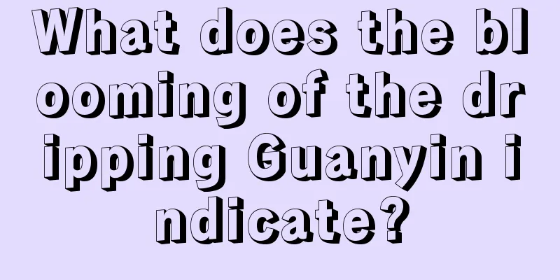 What does the blooming of the dripping Guanyin indicate?