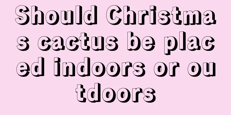 Should Christmas cactus be placed indoors or outdoors