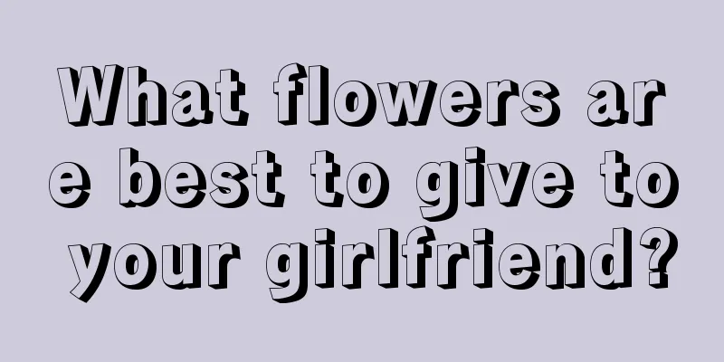 What flowers are best to give to your girlfriend?